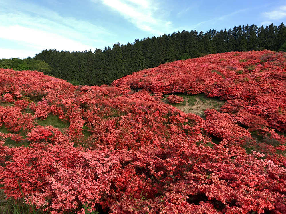 ツツジ @葛城山(御所市)-09 ツツジ @葛城山(御所市)-09