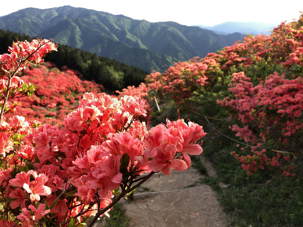 ツツジ @葛城山(御所市)-10 ツツジ @葛城山(御所市)-10