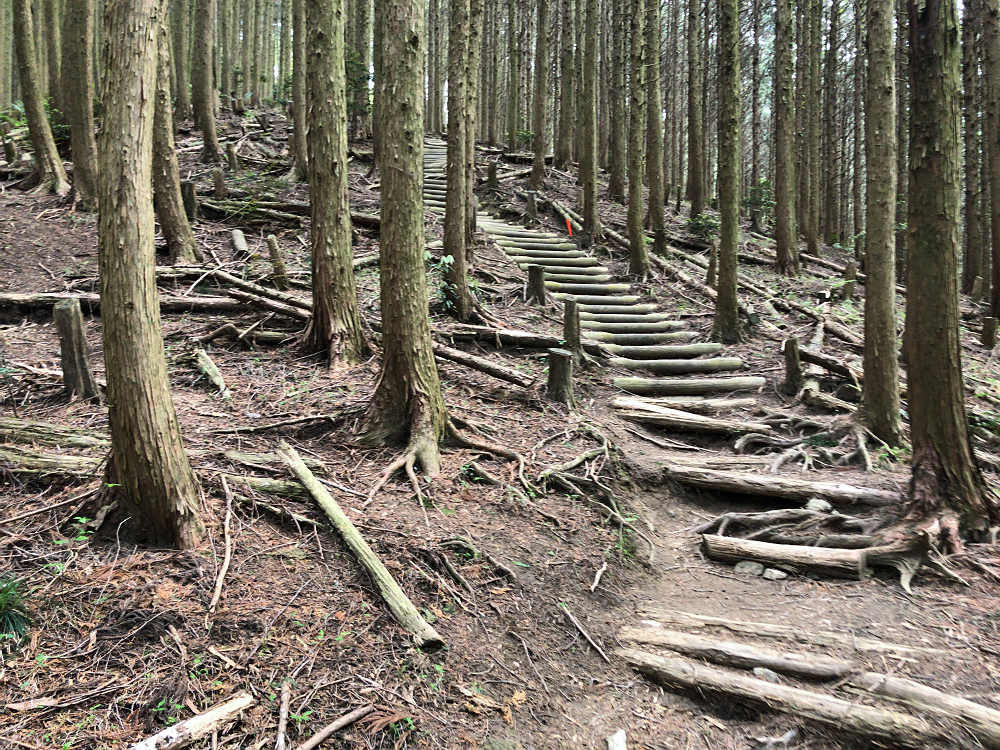 ツツジ @葛城山(御所市)-13 ツツジ @葛城山(御所市)-13