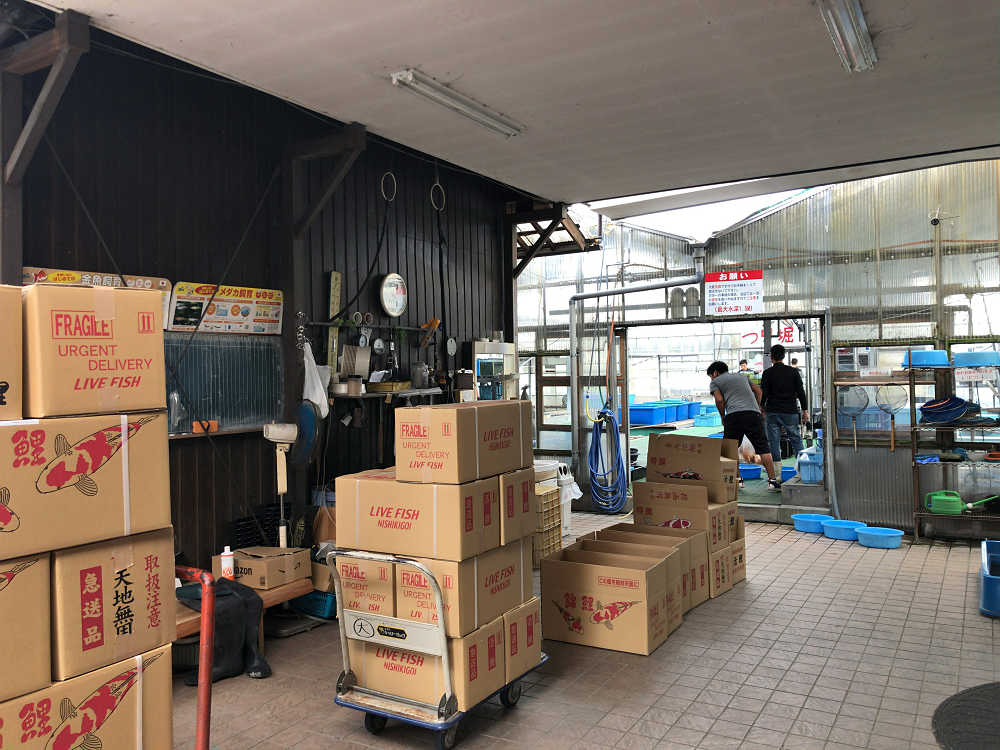 金魚釣り『大倉養鯉場』 ＠大和郡山市-02