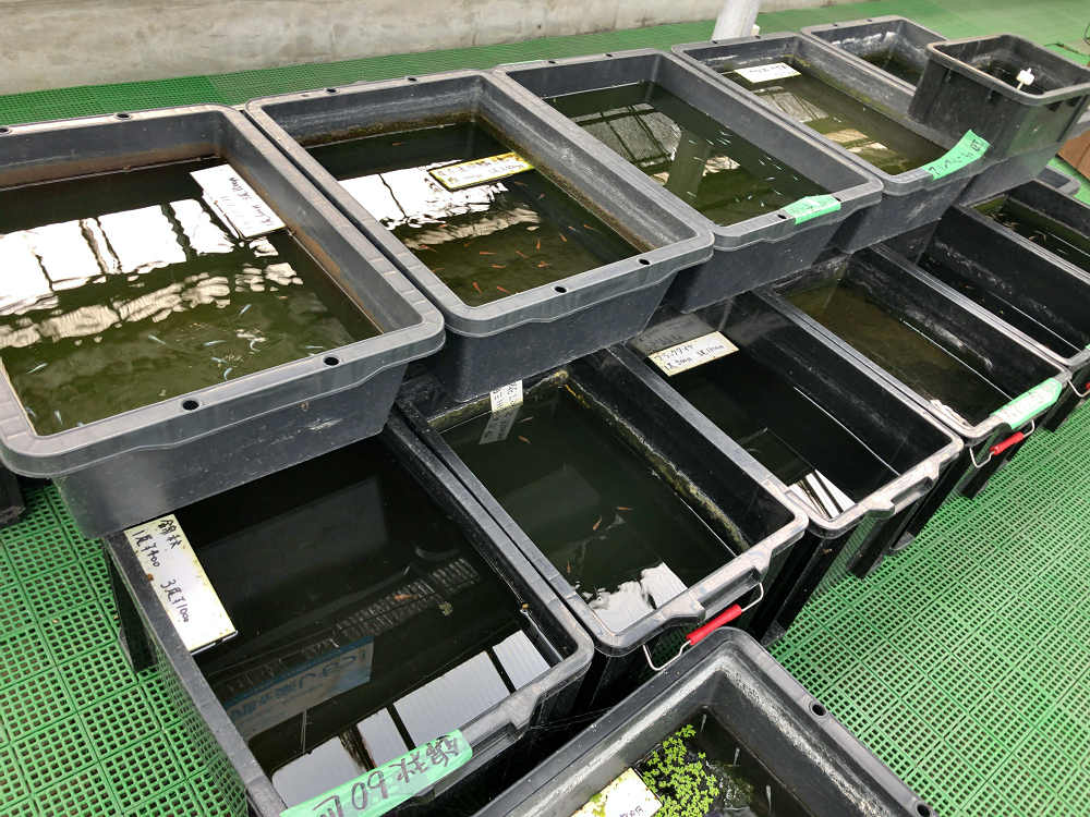 金魚釣り『大倉養鯉場』 ＠大和郡山市-04