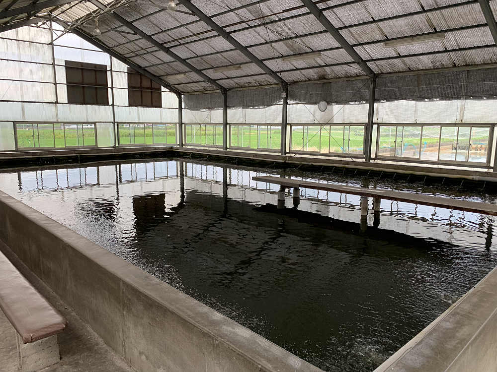 金魚釣り『大倉養鯉場』 ＠大和郡山市-10