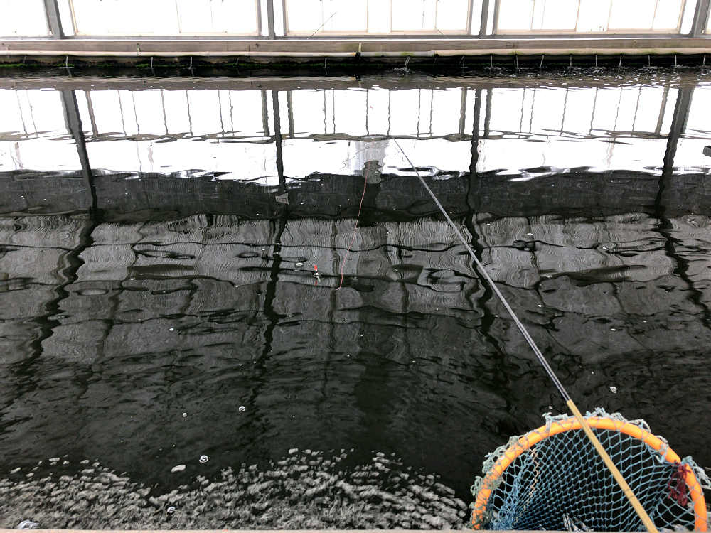 金魚釣り『大倉養鯉場』 ＠大和郡山市-11