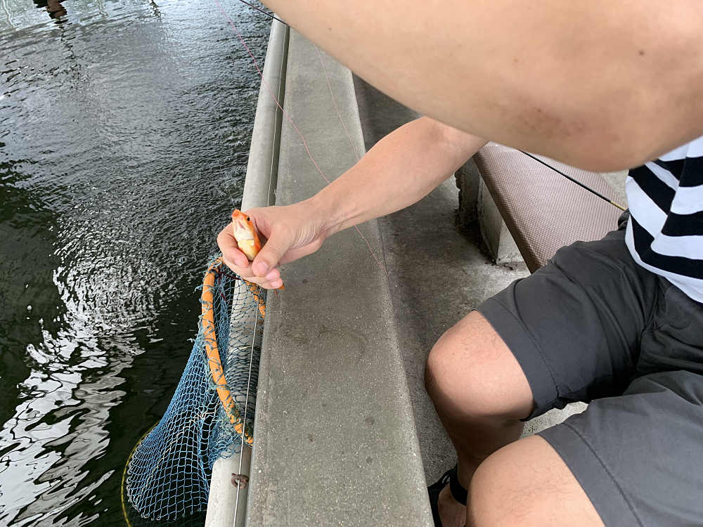 金魚釣り『大倉養鯉場』 ＠大和郡山市-13