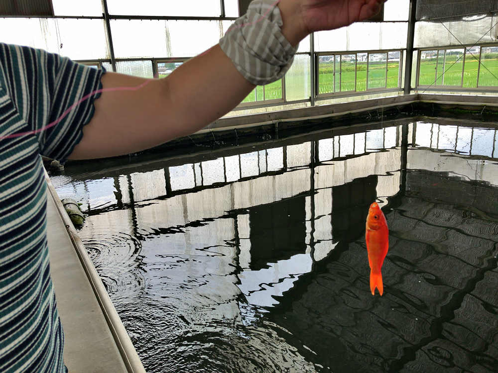 金魚釣り『大倉養鯉場』 ＠大和郡山市-14