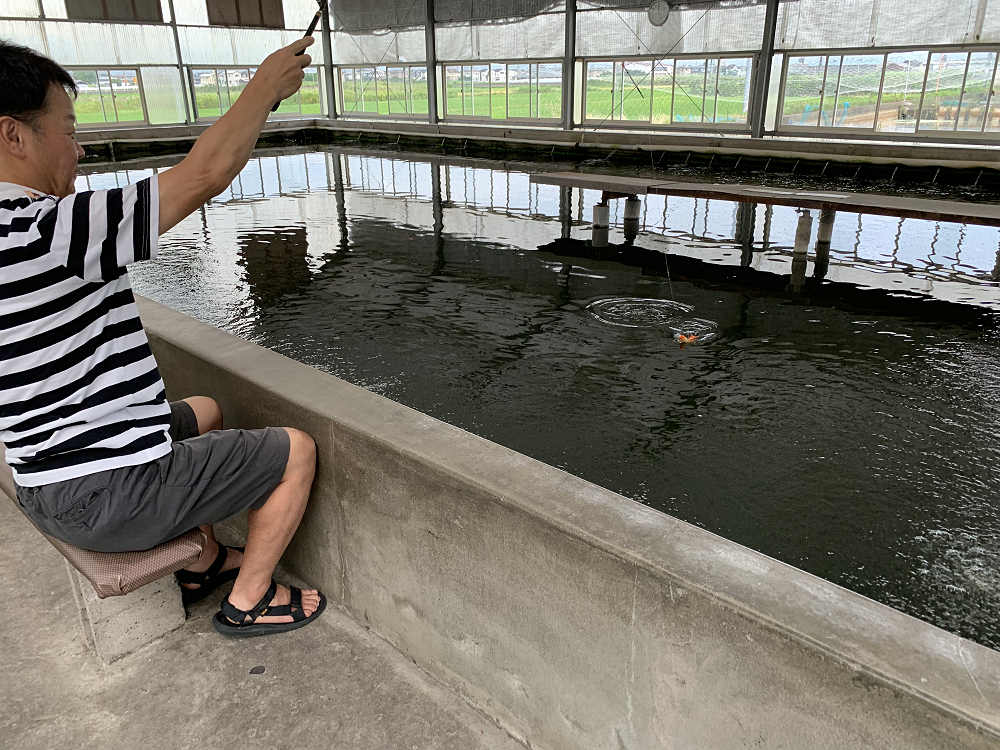 金魚釣り『大倉養鯉場』 ＠大和郡山市-16
