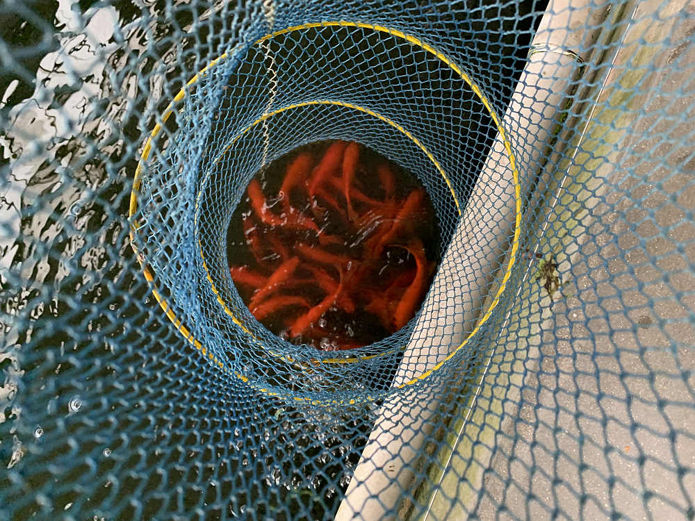 金魚釣り『大倉養鯉場』 ＠大和郡山市-18