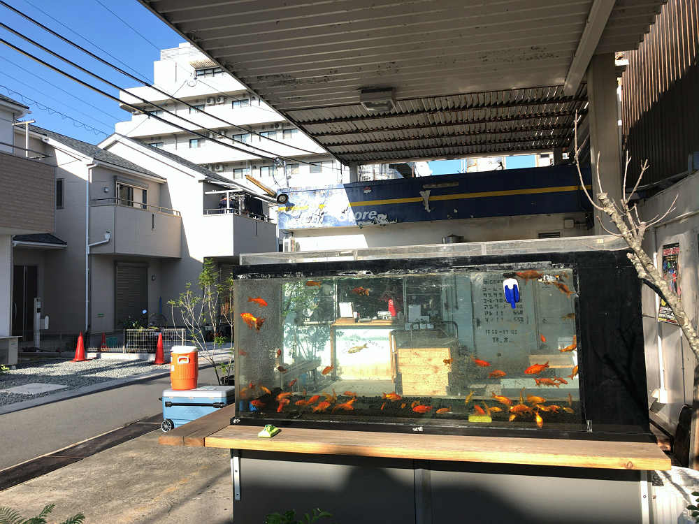 金魚柄の透明写真栞 ＠安堂真季さん-13