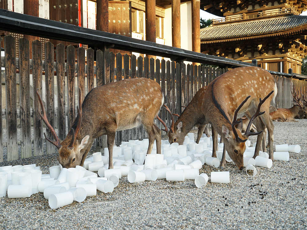 なら燈花会2019＠奈良市-01