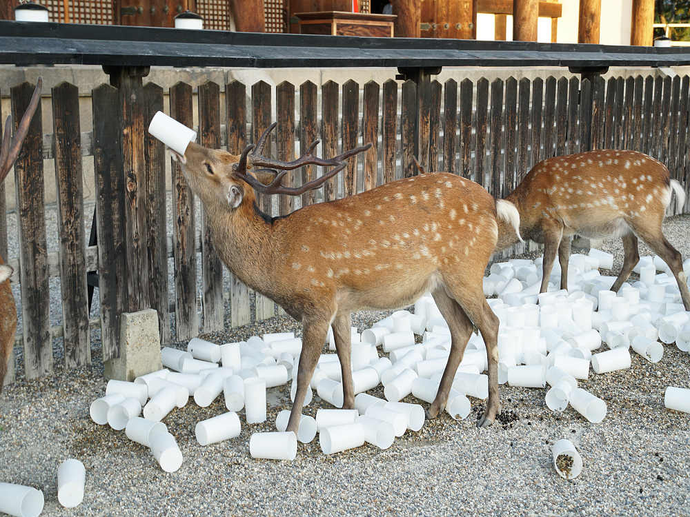 なら燈花会2019＠奈良市-02