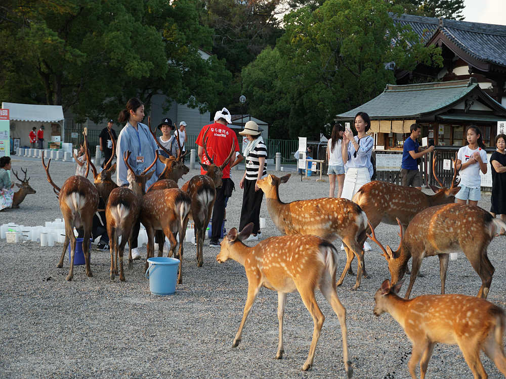 なら燈花会2019＠奈良市-03