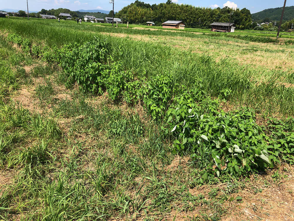 飛鳥京跡苑池（明日香村） 第13次調査 現地説明会-15