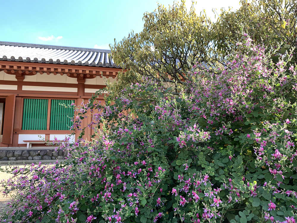 薬師寺参拝（2019年9月）-01