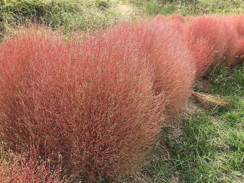 コキアの紅葉@馬見丘陵公園-02 コキアの紅葉@馬見丘陵公園-02