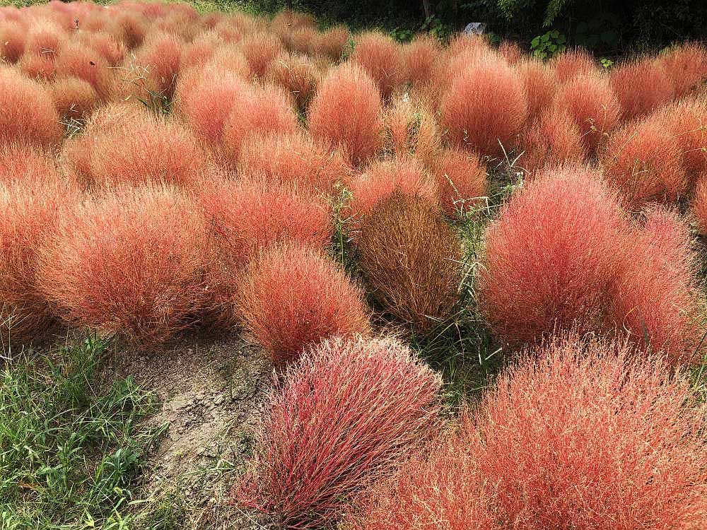 コキアの紅葉@馬見丘陵公園-03 コキアの紅葉@馬見丘陵公園-03