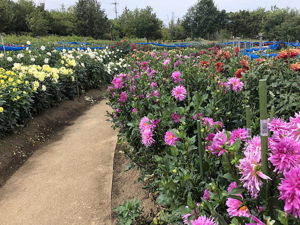 コキアの紅葉@馬見丘陵公園-05 コキアの紅葉@馬見丘陵公園-05