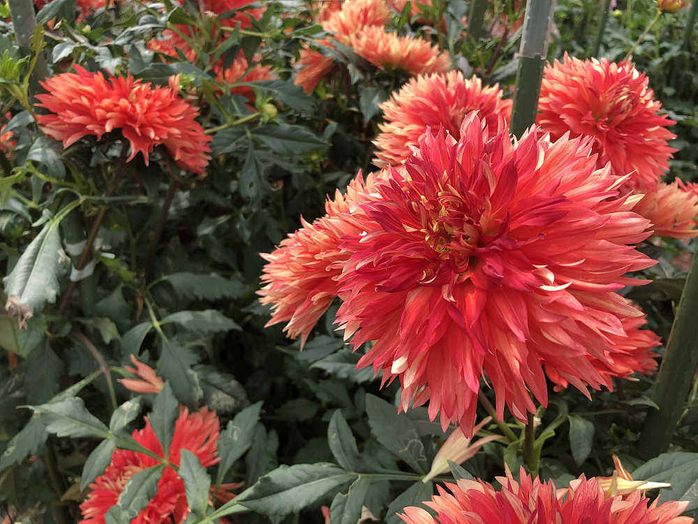 コキアの紅葉@馬見丘陵公園-06 コキアの紅葉@馬見丘陵公園-06