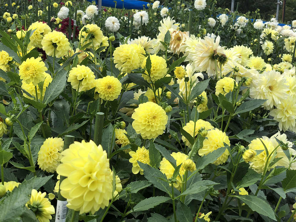 コキアの紅葉@馬見丘陵公園-07 コキアの紅葉@馬見丘陵公園-07