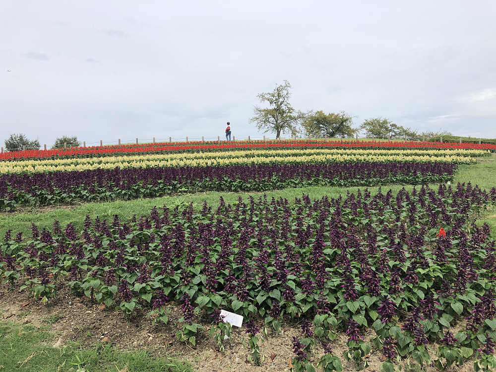 コキアの紅葉@馬見丘陵公園-08 コキアの紅葉@馬見丘陵公園-08