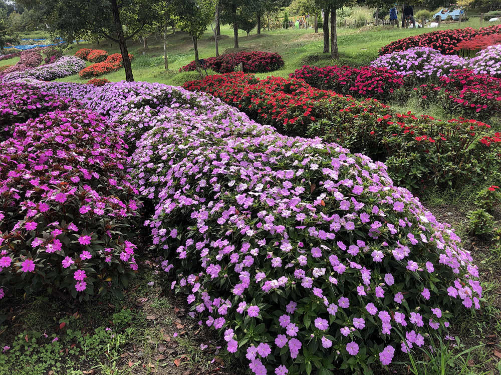 コキアの紅葉@馬見丘陵公園-09 コキアの紅葉@馬見丘陵公園-09