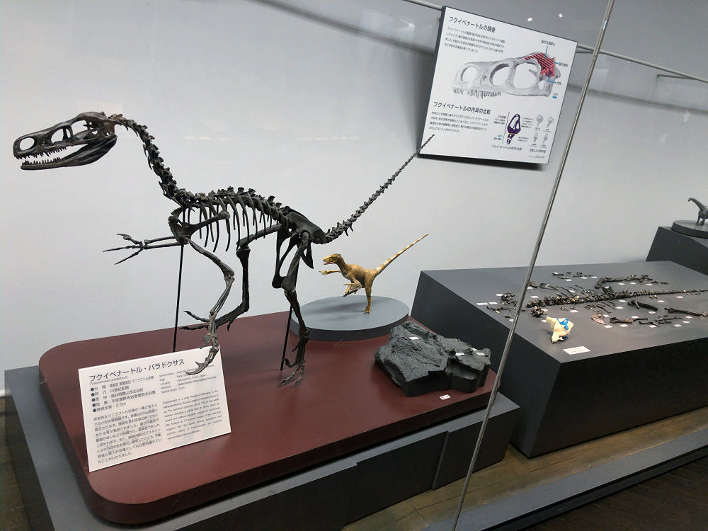 福井県立恐竜博物館＠福井県勝山市-09