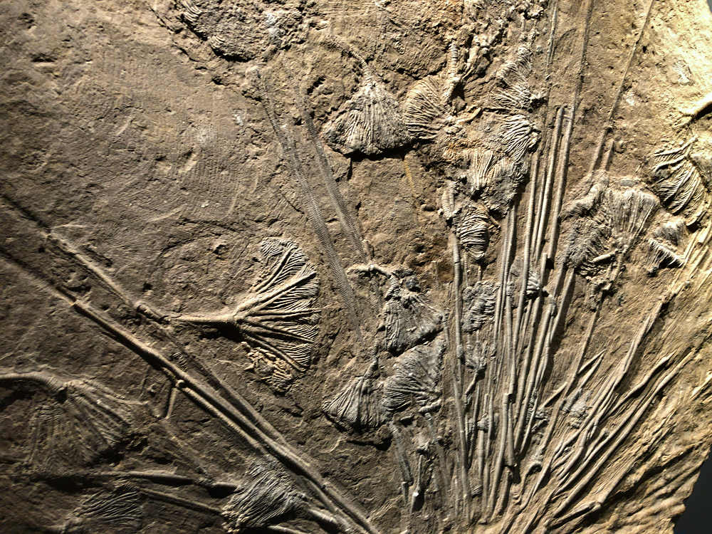 福井県立恐竜博物館＠福井県勝山市-11