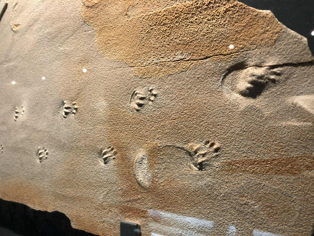 福井県立恐竜博物館＠福井県勝山市-13