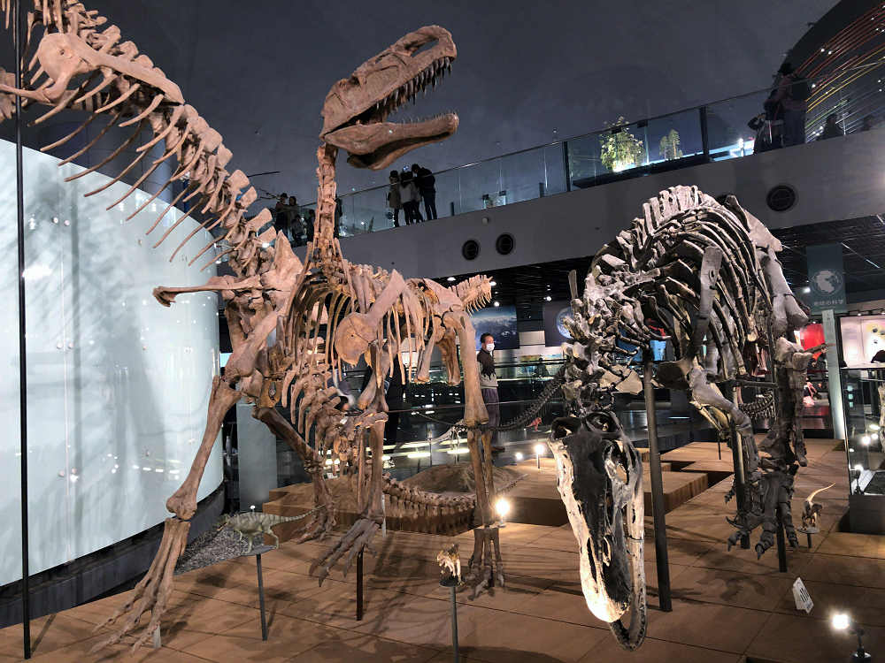 福井県立恐竜博物館＠福井県勝山市-17