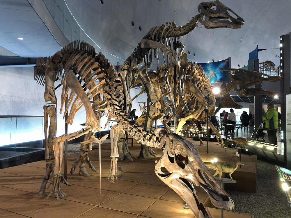 福井県立恐竜博物館＠福井県勝山市-18