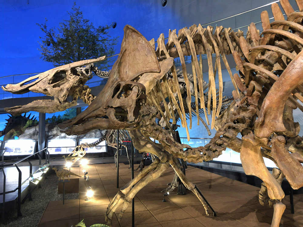 福井県立恐竜博物館＠福井県勝山市-20