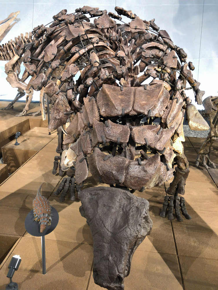 福井県立恐竜博物館＠福井県勝山市-21