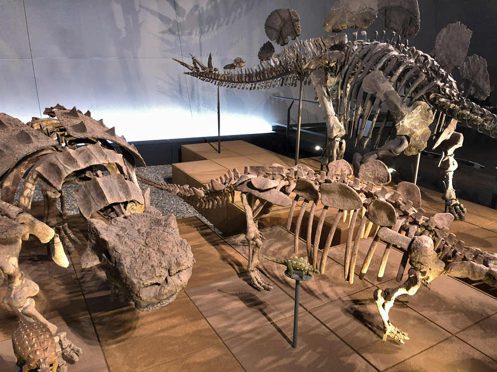 福井県立恐竜博物館＠福井県勝山市-22