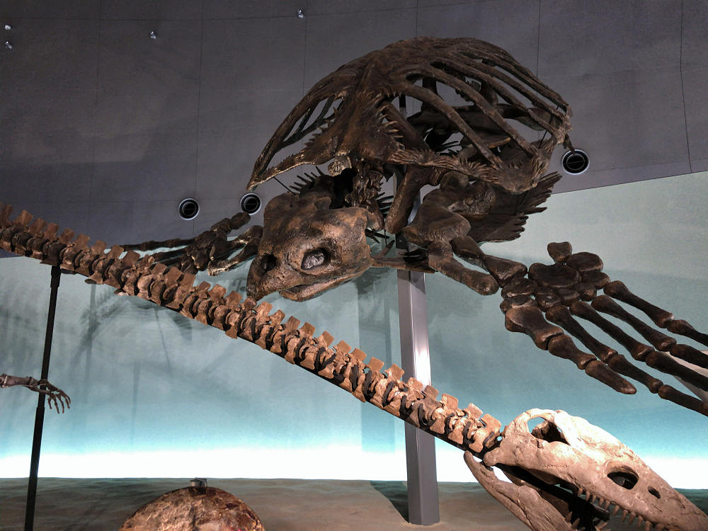 福井県立恐竜博物館＠福井県勝山市-24