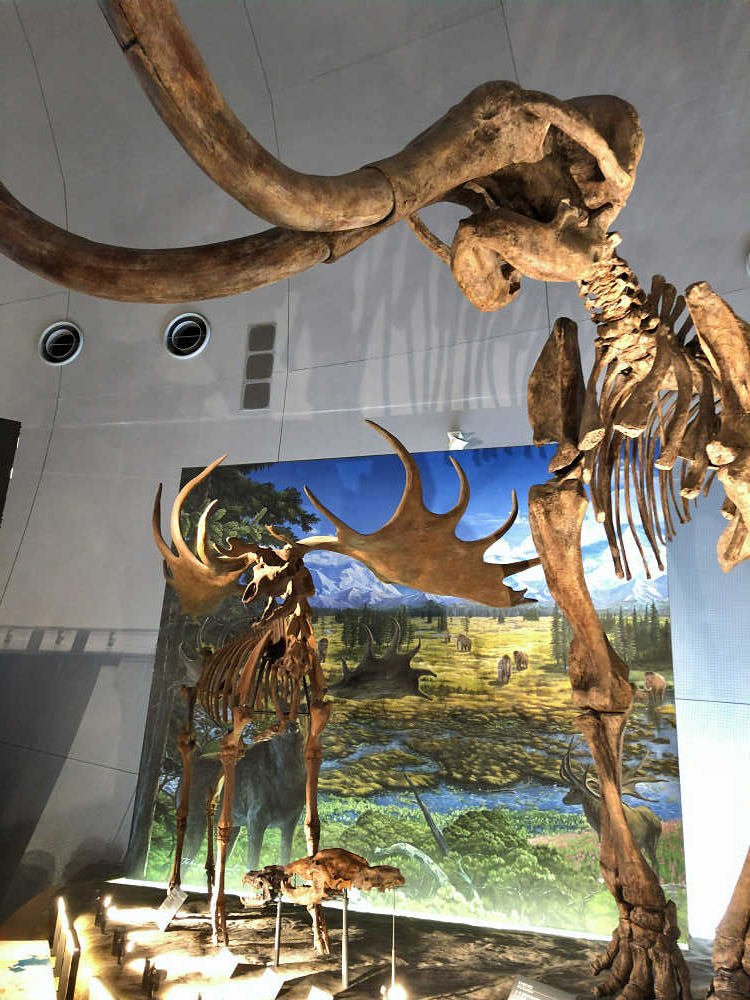 福井県立恐竜博物館＠福井県勝山市-25