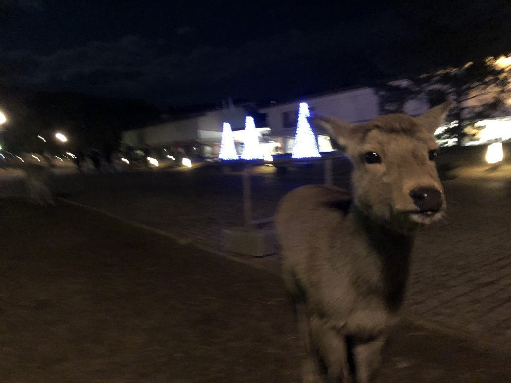 しあわせ回廊 なら瑠璃絵2020＠奈良市-01