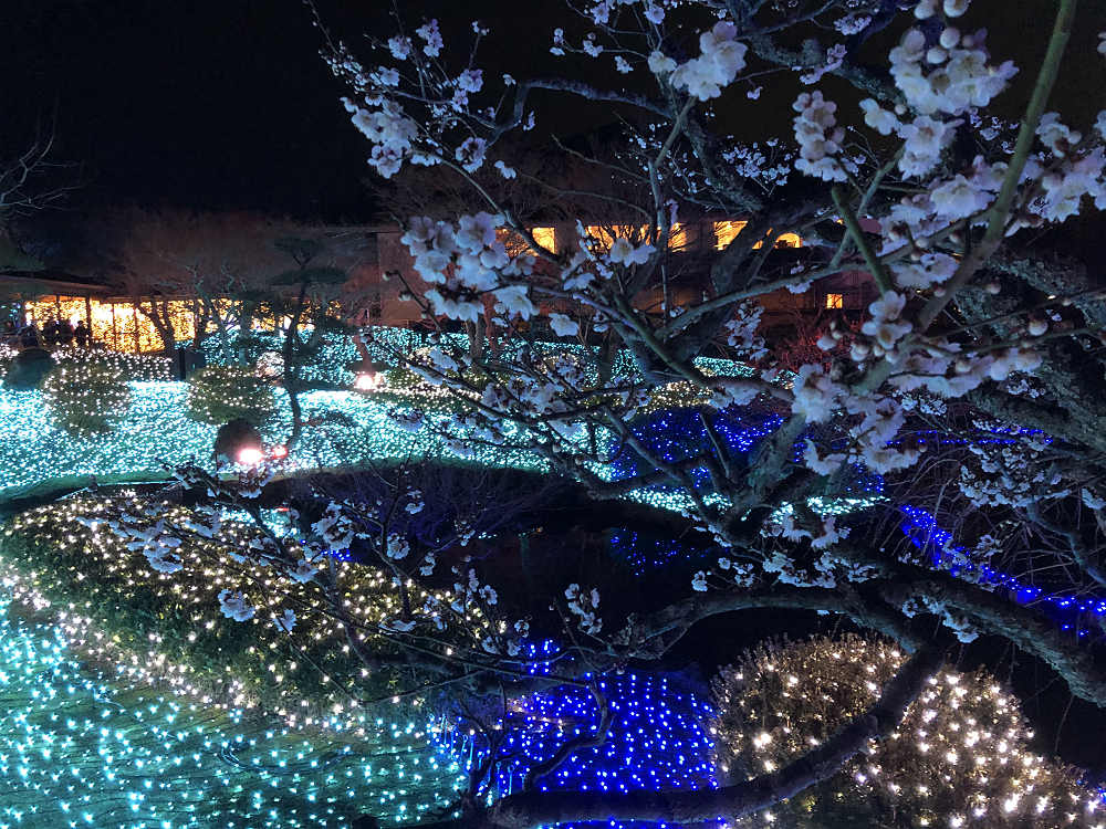 しあわせ回廊 なら瑠璃絵2020＠奈良市-15