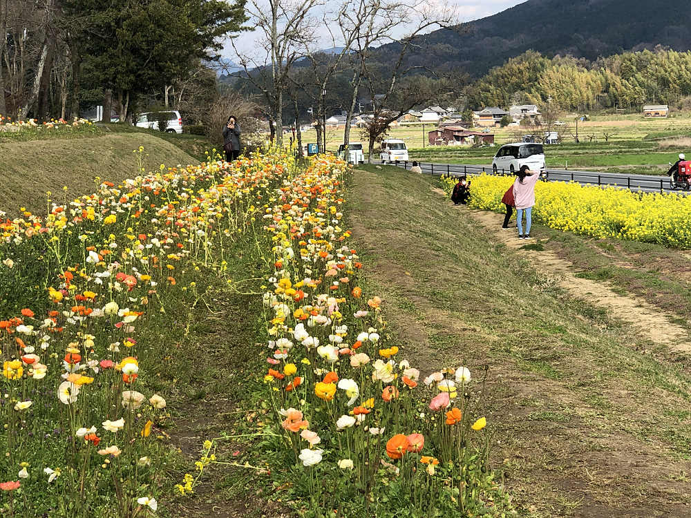 菜の花とポピー＠甘樫丘（明日香村）-01