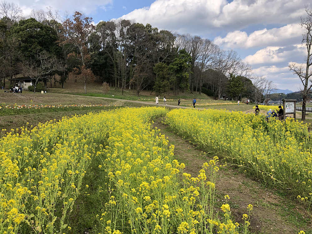 菜の花とポピー＠甘樫丘（明日香村）-02
