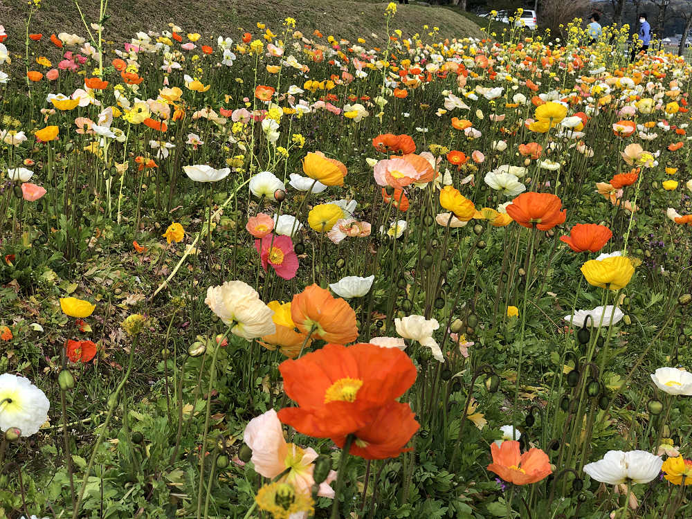 菜の花とポピー＠甘樫丘（明日香村）-04