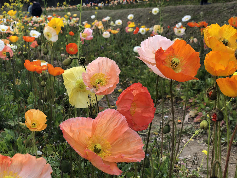 菜の花とポピー＠甘樫丘（明日香村）-05
