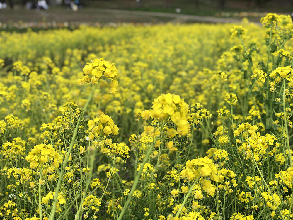 菜の花とポピー＠甘樫丘（明日香村）-06