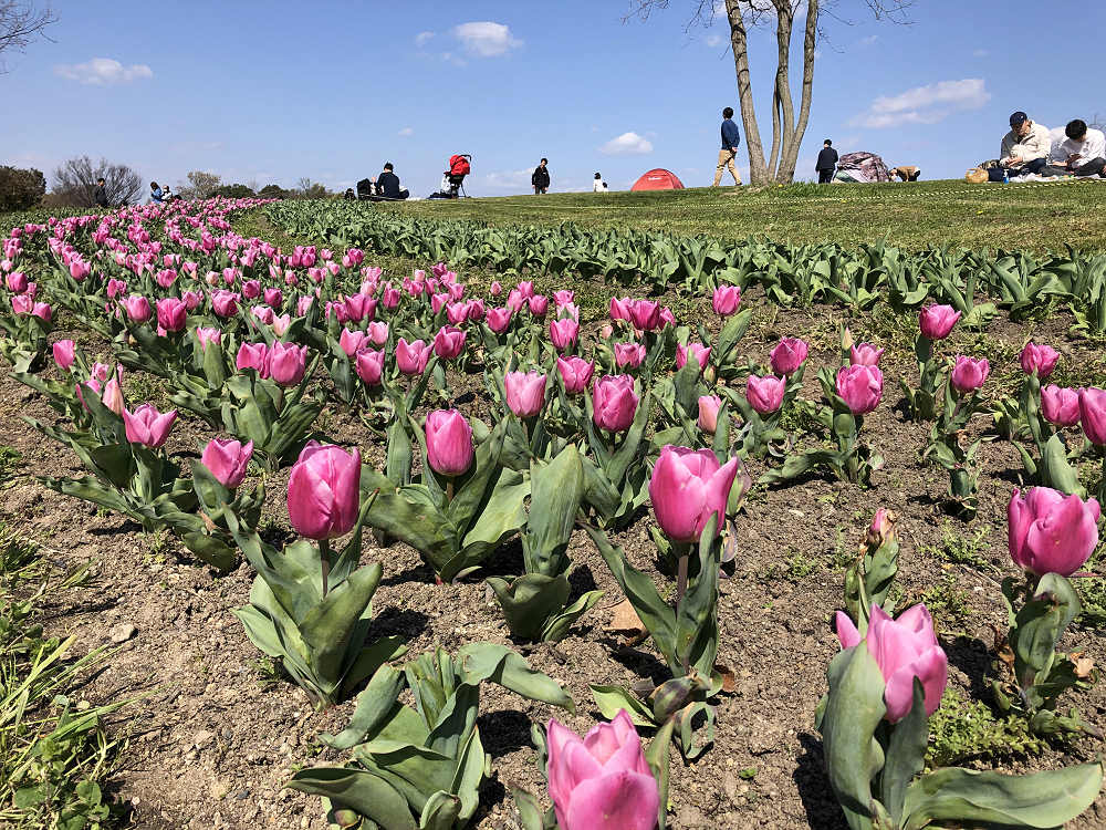 チューリップとユキヤナギ＠馬見丘陵公園-07