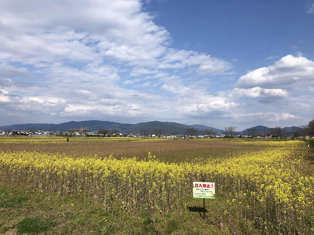 菜の花と桜＠藤原宮跡（橿原市）-10