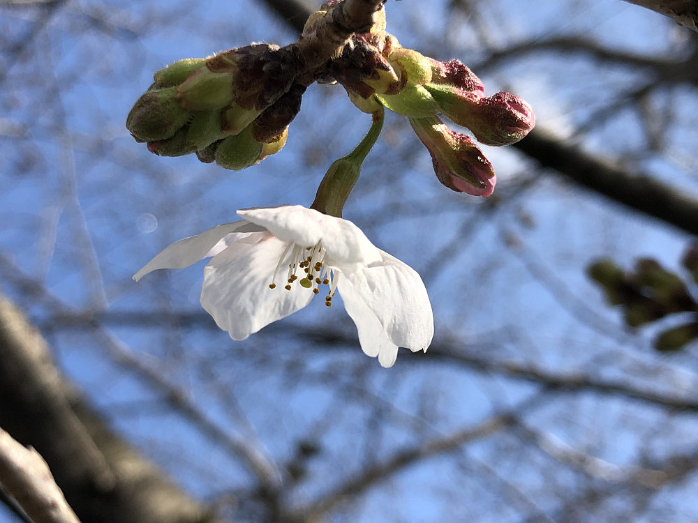 菜の花と桜＠藤原宮跡（橿原市）-11