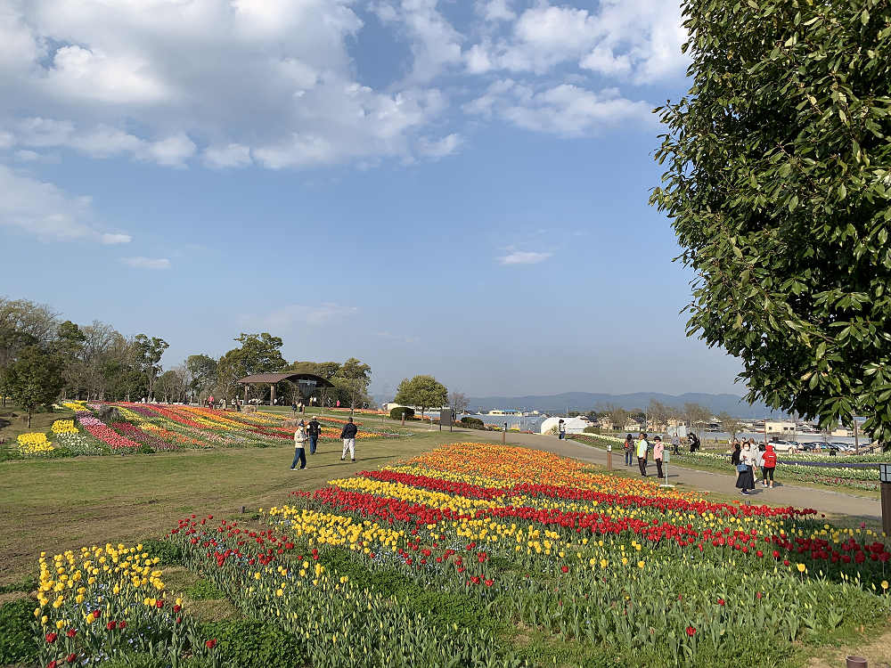 チューリップと桜@馬見丘陵公園-02 チューリップと桜@馬見丘陵公園-02