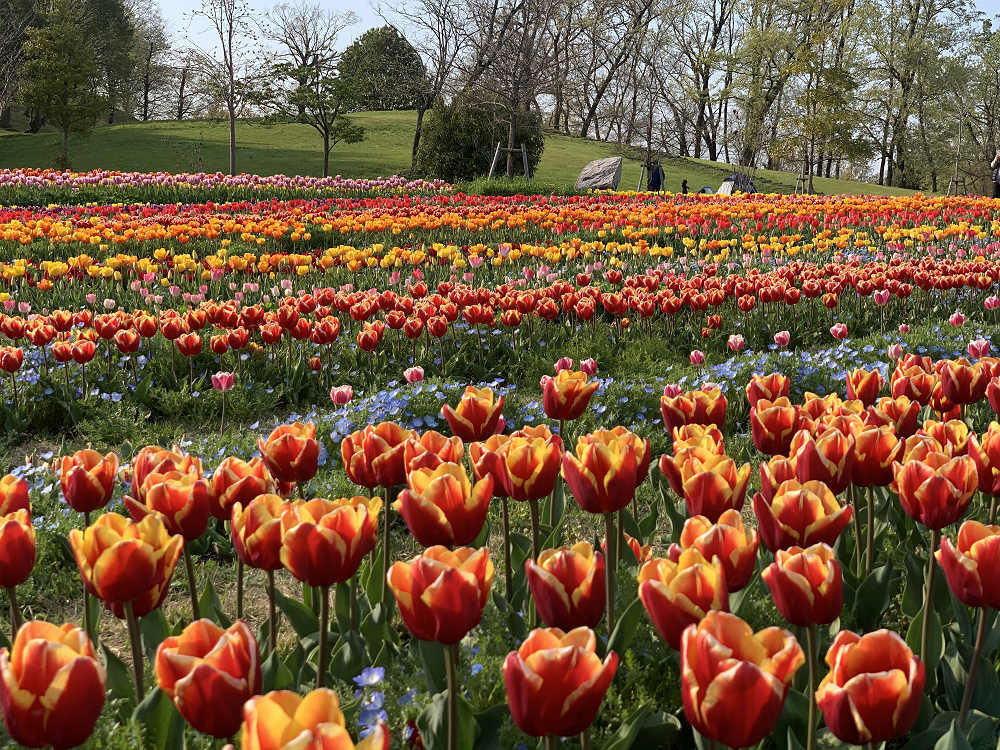 チューリップと桜@馬見丘陵公園-04 チューリップと桜@馬見丘陵公園-04
