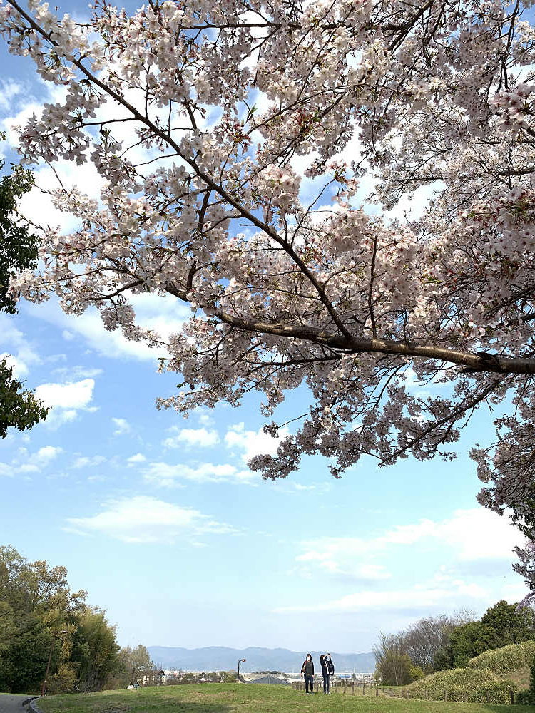 チューリップと桜@馬見丘陵公園-05 チューリップと桜@馬見丘陵公園-05