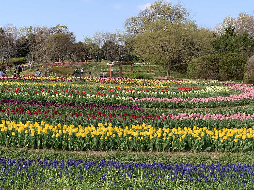 チューリップと桜@馬見丘陵公園-06 チューリップと桜@馬見丘陵公園-06