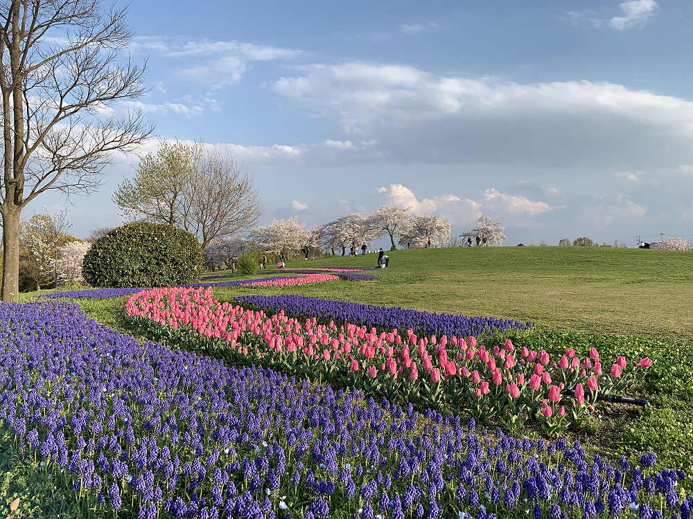 チューリップと桜@馬見丘陵公園-07 チューリップと桜@馬見丘陵公園-07