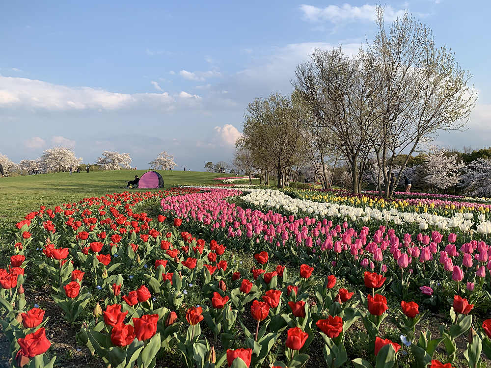 チューリップと桜@馬見丘陵公園-08 チューリップと桜@馬見丘陵公園-08
